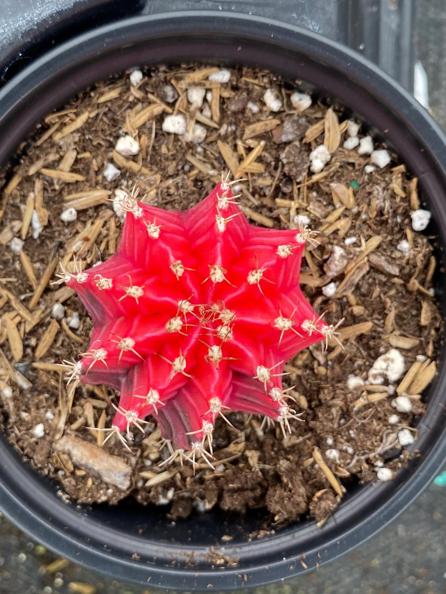 Gymnocalycium- Variegated- ‘Mihanovichii Friedrichii’ / Moon Cactus / Chin Cactus