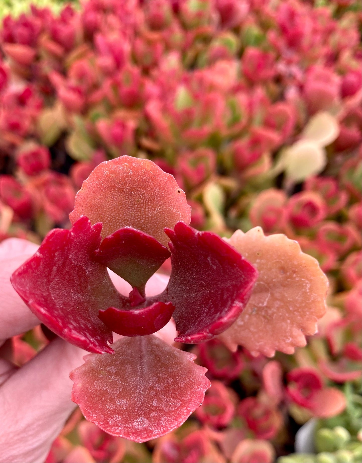 Kalanchoe longiflora Coccanea