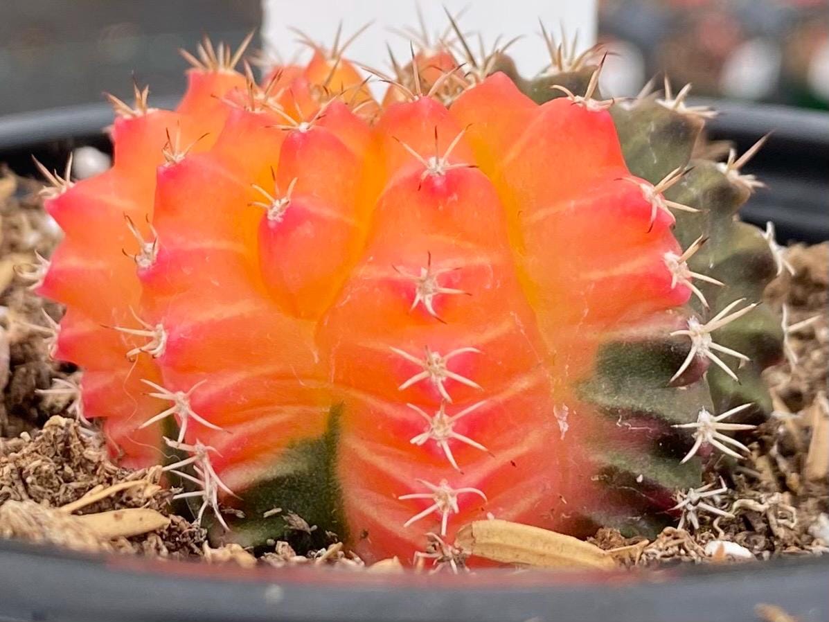 Gymnocalycium- Variegated- ‘Mihanovichii Friedrichii’ / Moon Cactus / Chin Cactus