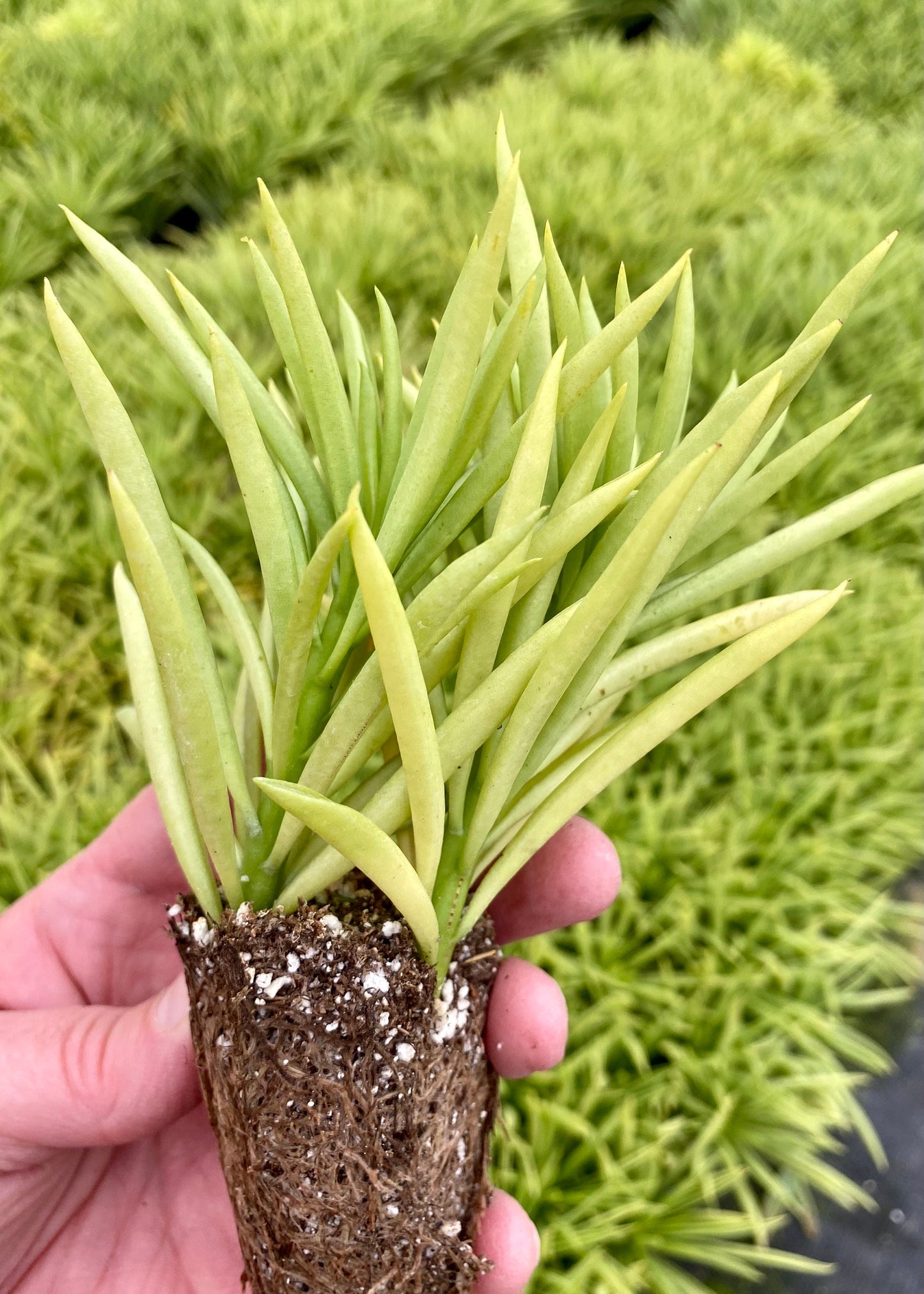 Peperomia Nevada