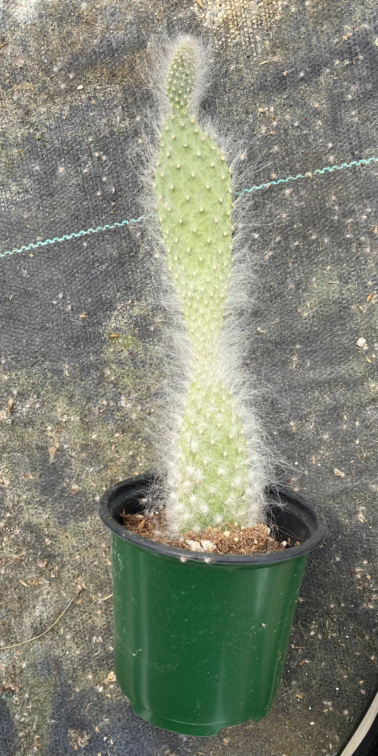 Opuntia -Prickly Pear Snow -Old Man Cactus 4” pot
