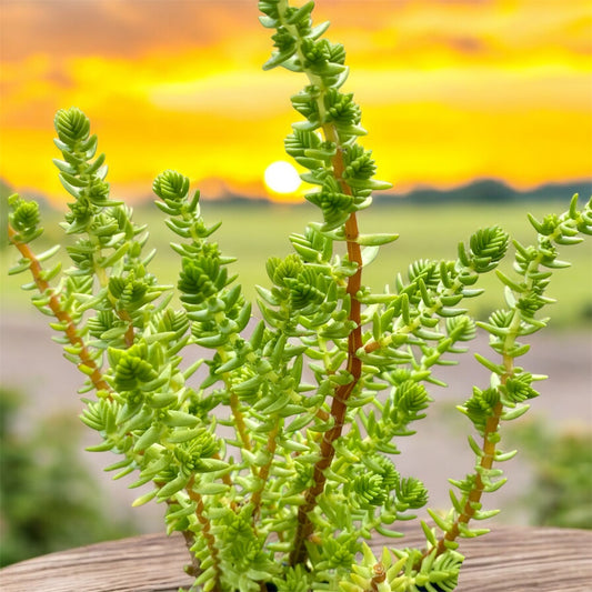 Crassula Mucosa Watch Chain Plug