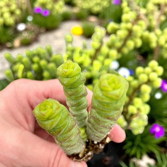 Crassula marnieriana Minor - Worm Plant -Jade Necklace- Baby Necklace