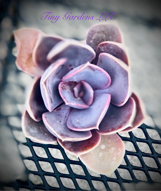Echeveria "Perle Von Nurnberg" Succulent