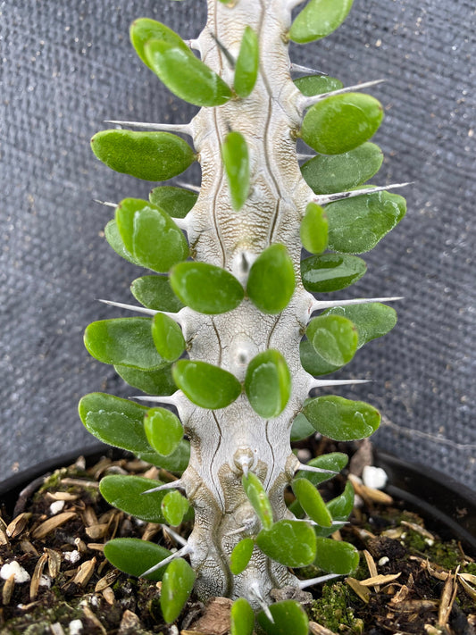 Madagascar Alluadia Procera Cactus -RARE