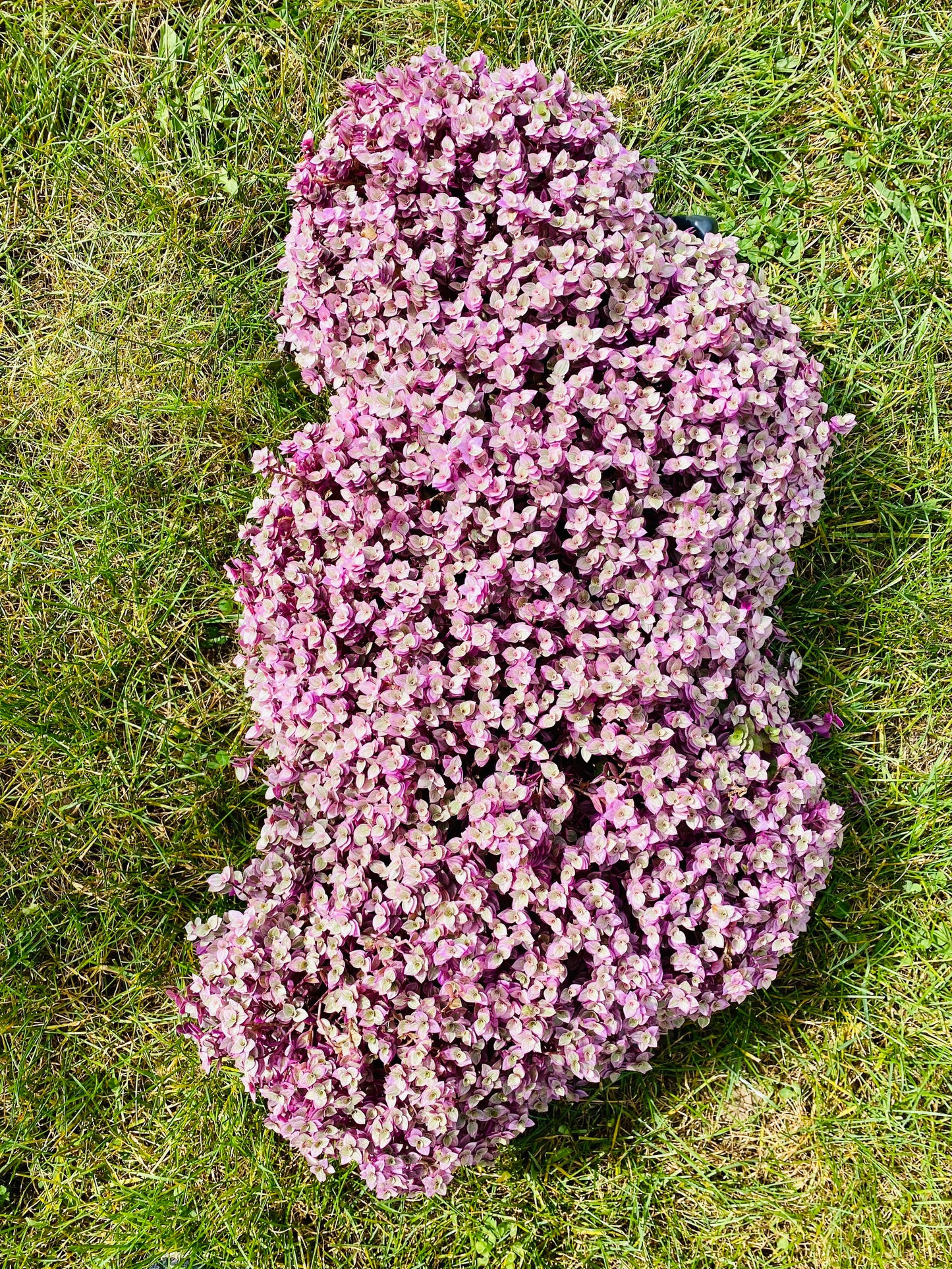 Callisius repens "Pink Lady Turtle Vine" "Pink Panther" so BEAUTIFUL !