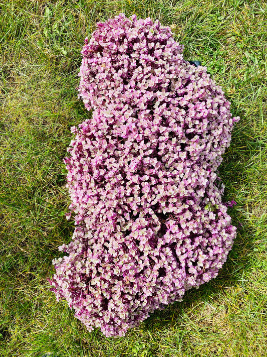 Callisius repens "Pink Lady Turtle Vine" "Pink Panther" so BEAUTIFUL !