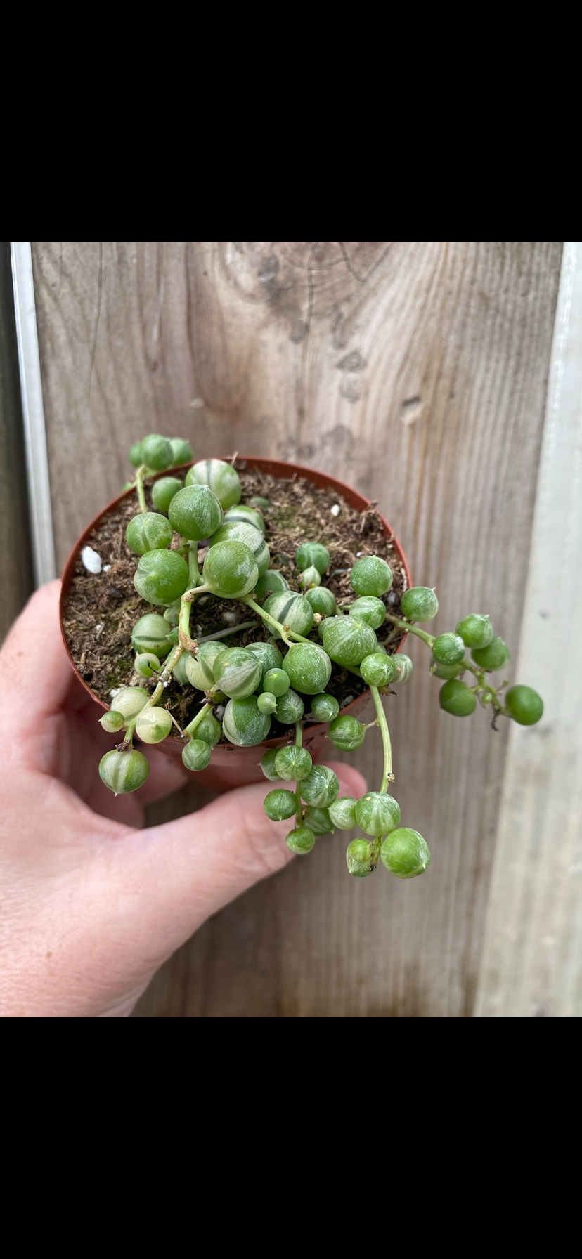 Variegated String of Pearls 2.5” pot