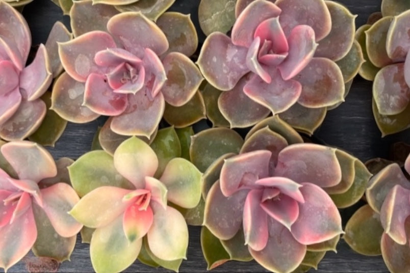Rainbow Echeveria Variegated-RARE- NEW (live rooted plug)