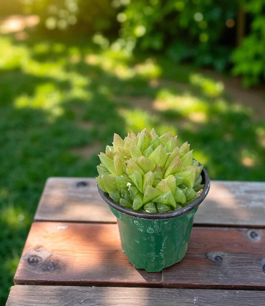 Haworthia Cymbiformis -Cathedral window 4” pot
