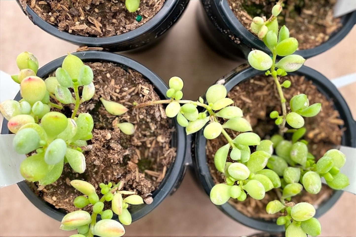Cotyledon Pendens -Cliff Cotyledon *4” pot