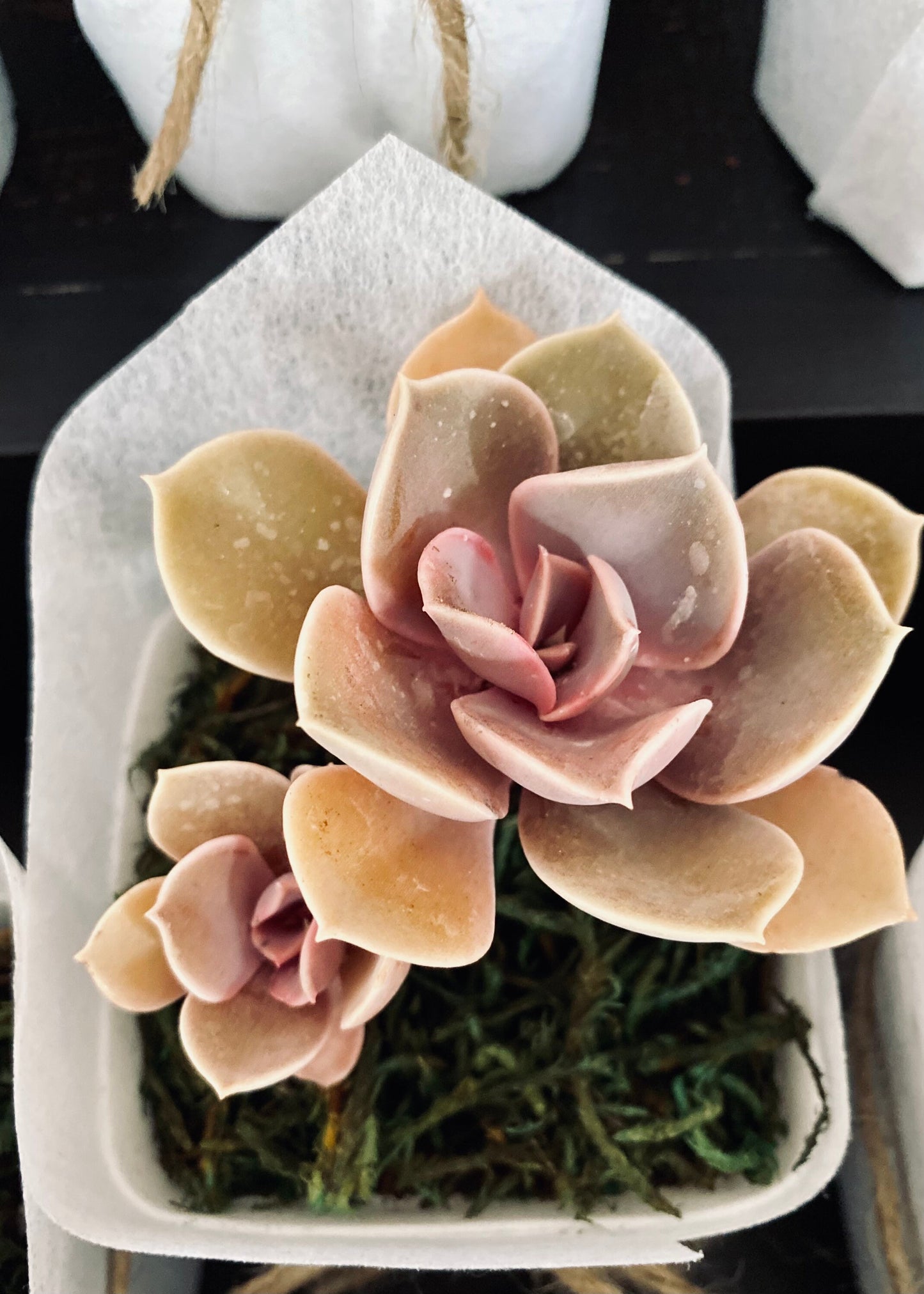 Succulent Favors/ Gifts