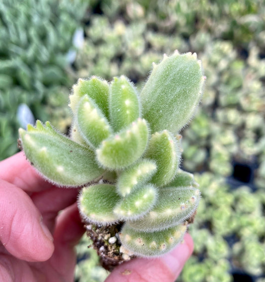 RARE Cotyledon Shimmy Bear Paws - Variegated