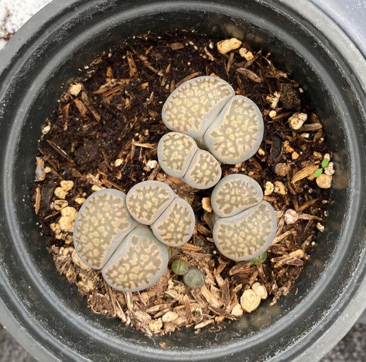 Lithops Aucampiae -Living Stones 4”Pot *RARE!*