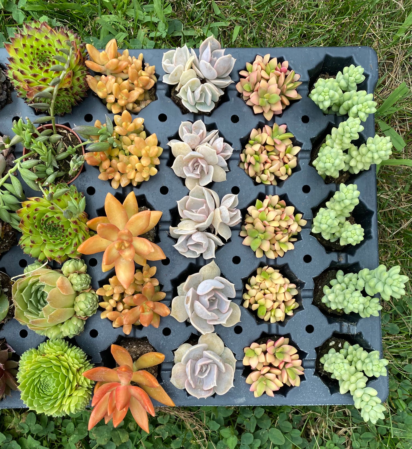 Custom Assorted live rooted Succulent plugs
