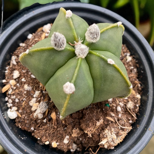 Astrophytum Myriostigma cactus - Bishops cap