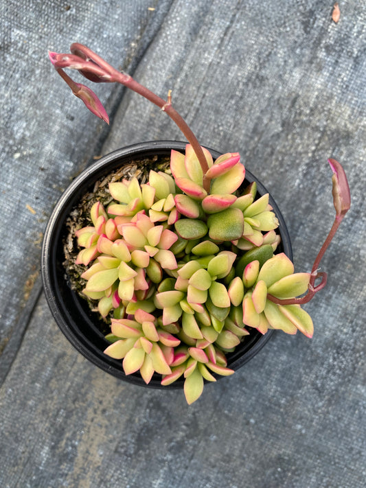 Anacampseros rufescens 'Sunrise' Sand Rose- Variegated !  4” pot
