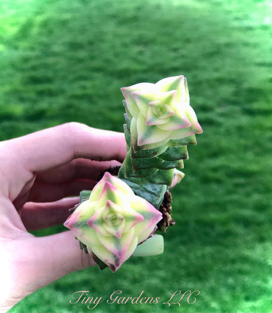 String of Buttons -Crassula " Perforata Varigata" Succulant
