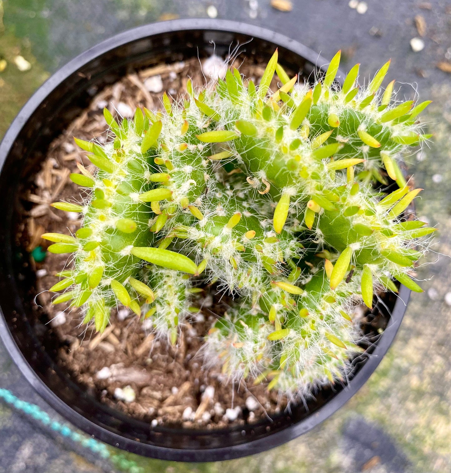 Cereus Peruvian V. Monstroses