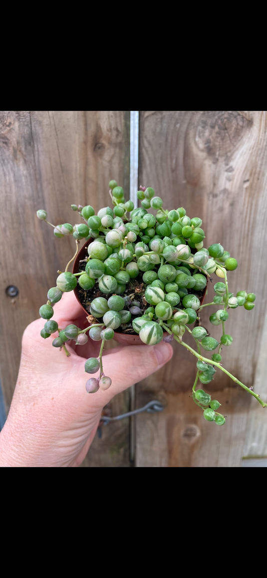 Variegated String of Pearls 2.5” pot