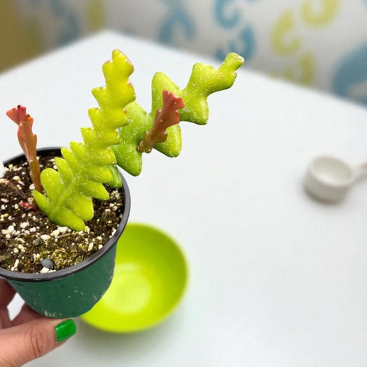 Disocactus Anguliger Cactus “ Fishbone Cactus” “ Zigzag plant”