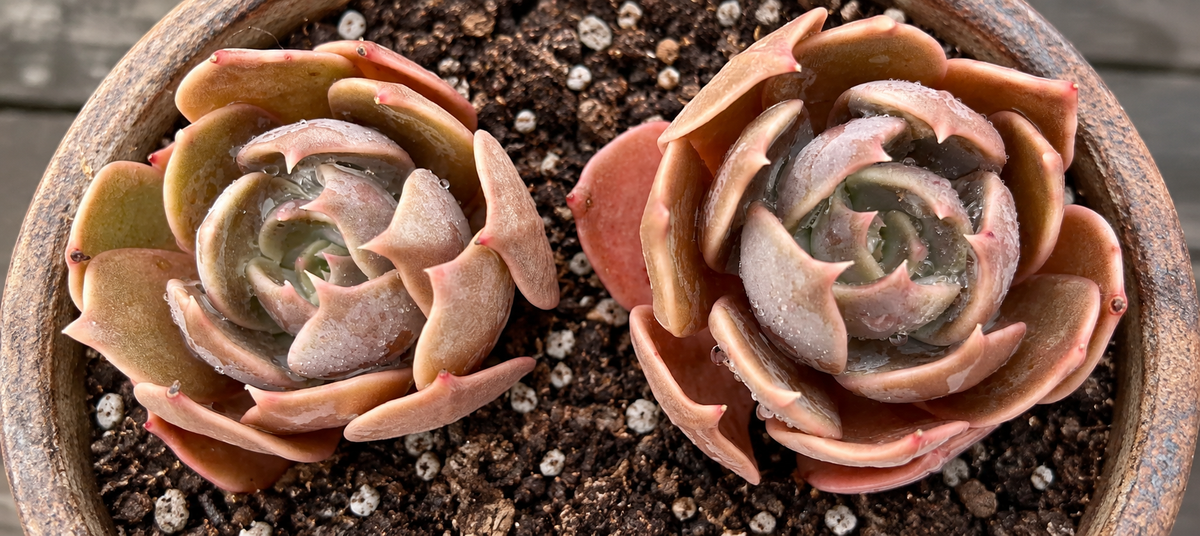 Echeveria 'Marrom'  Brown Olive , Brown Rose or Prince of Paradise