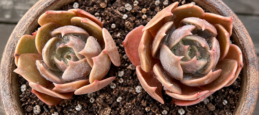 Echeveria 'Marrom'  Brown Olive , Brown Rose or Prince of Paradise