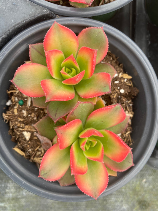 Aeonium “Kiwi”. Double in a 4” pot