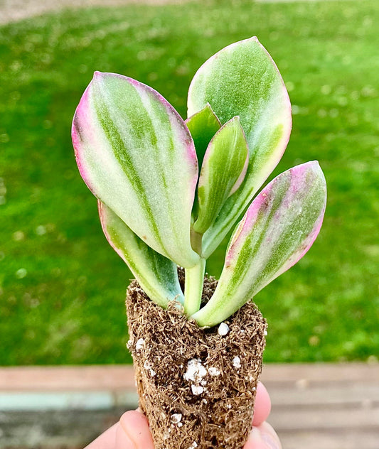 Crassula " Ovata Variegata "