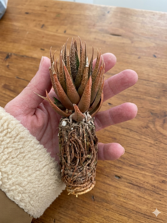 Haworthia “Herbacea”
