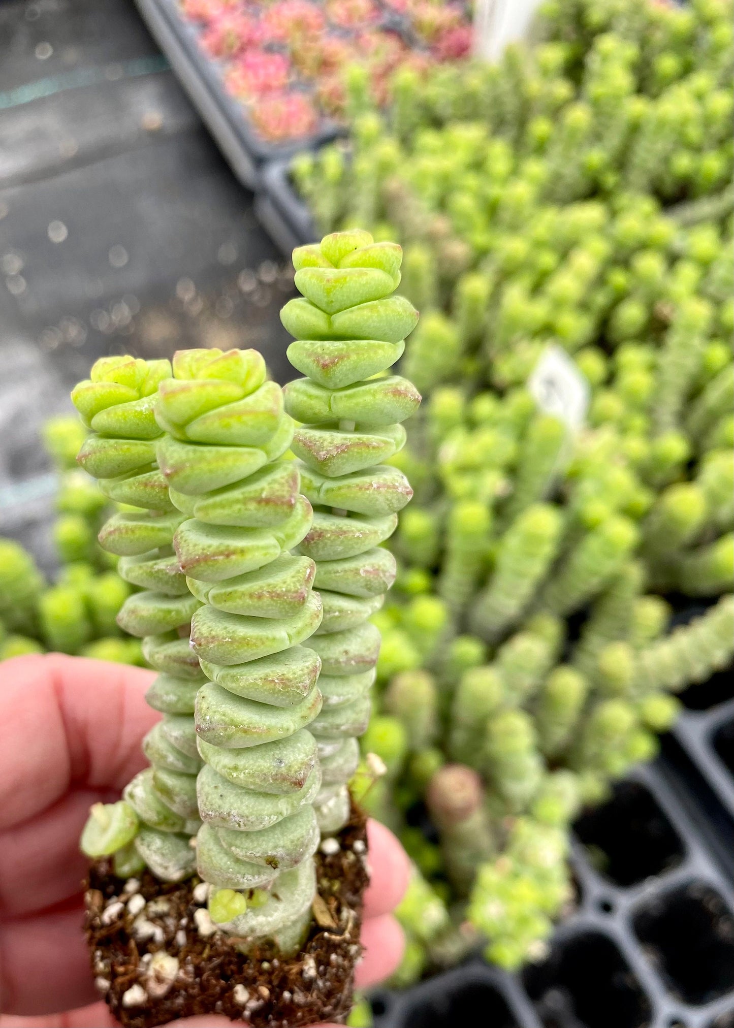 Crassula marnieriana Minor - Worm Plant -Jade Necklace- Baby Necklace