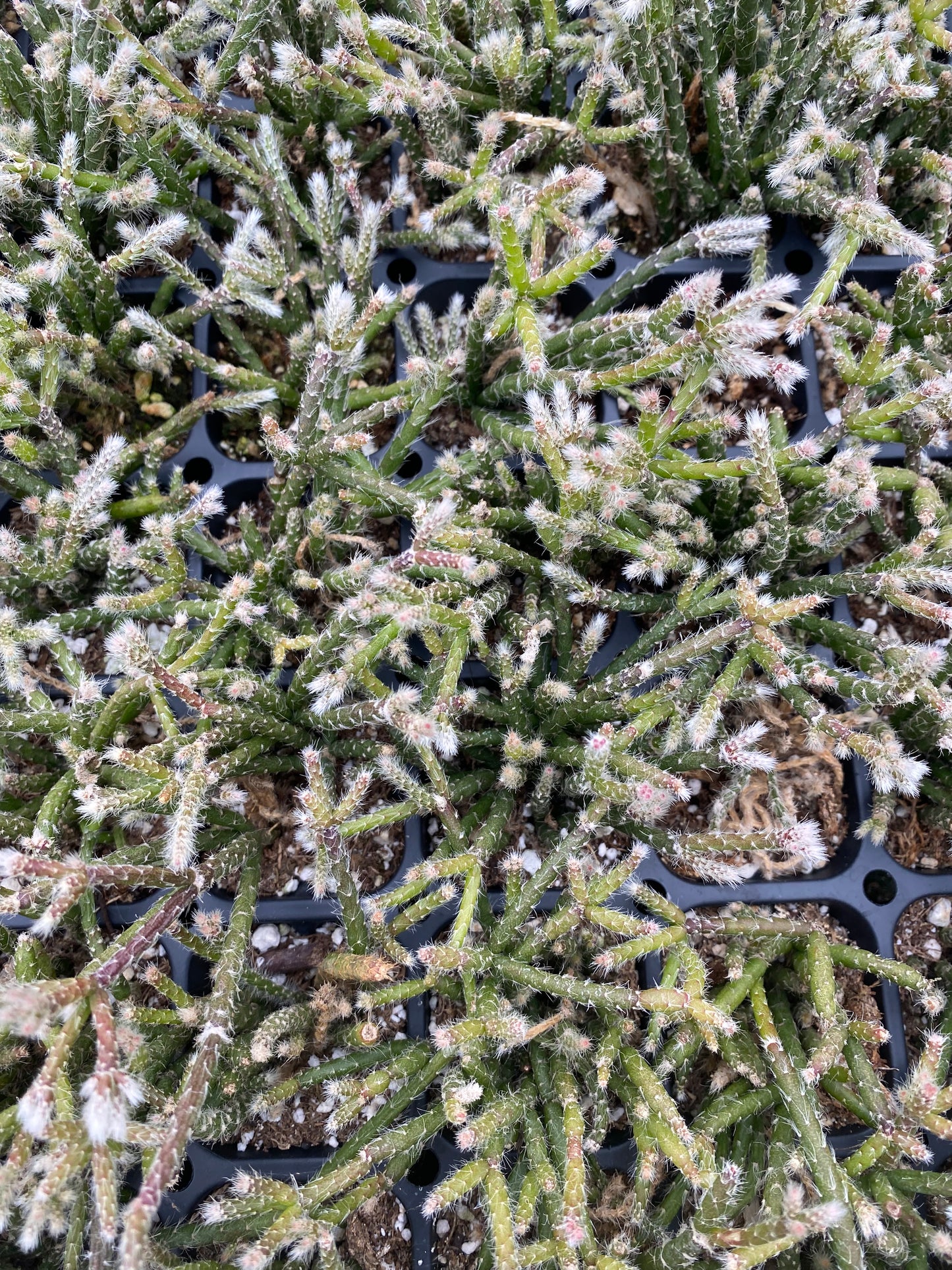 Rhipsalis Pilocarpa