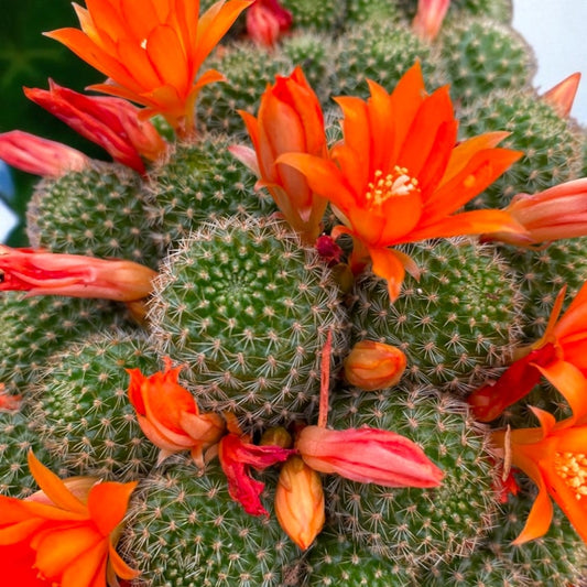 Rebutia Frabisii “Fabris' Crown Cactus”