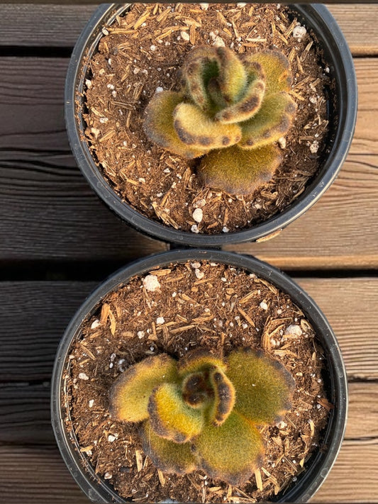 Kalanchoe Tomentosa “ Teddy Bear “ 4” pot
