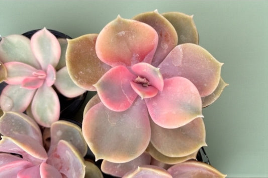 Rainbow Echeveria Variegated-RARE- NEW (live rooted plug)