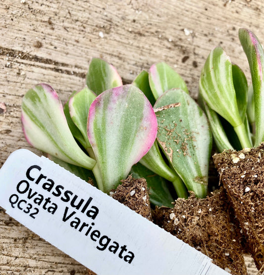 Crassula " Ovata Variegata "