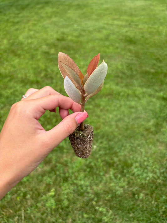 Kalanchoe Orgyalis “Copper Spoons” plug