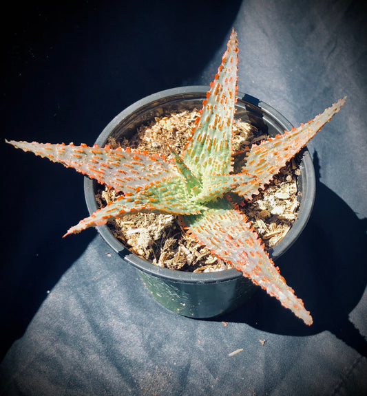 Aloe - Marmalade