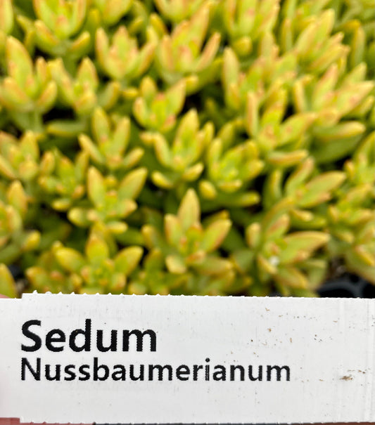 Sedum Nussbaumerianum - Coppertone Stonecrop