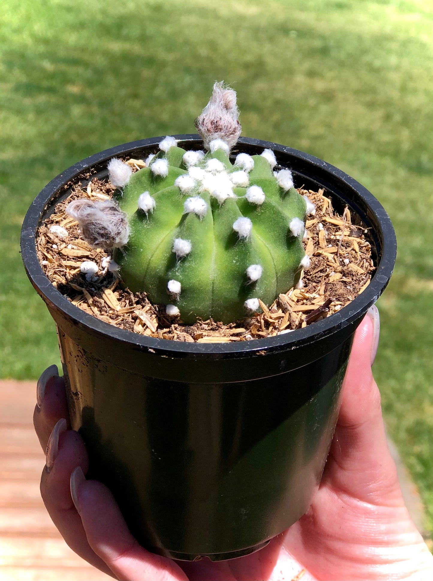 Echinopsis  Ancistrophora- Domino Cactus