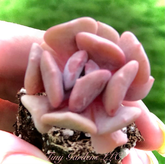 Echeveria " Cubic Frost " Pink  Succulant