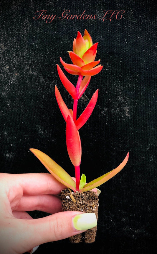 Crassula " Campfire"