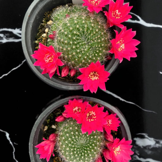 Rebutia Miniscula Cactus - 4” pot