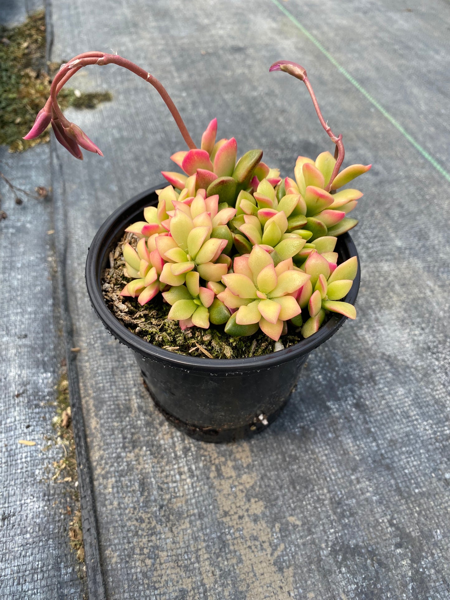 Anacampseros rufescens 'Sunrise' Sand Rose- Variegated !  4” pot