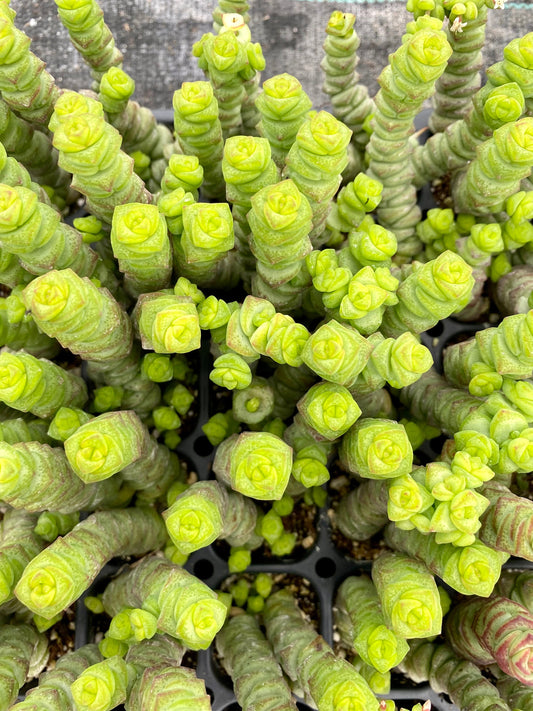 Crassula marnieriana Minor - Worm Plant -Jade Necklace- Baby Necklace