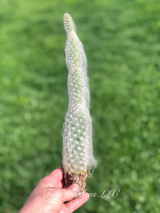 Old Man Cactus Opuntia