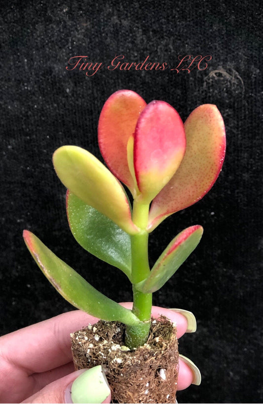 Crassula "Ovata Sunset" Succulent