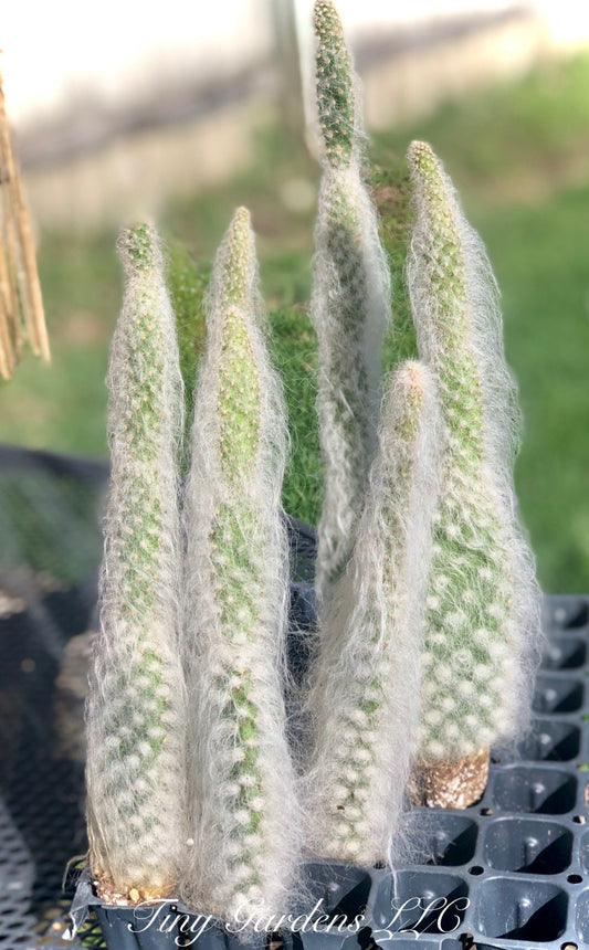 Old Man Cactus Opuntia
