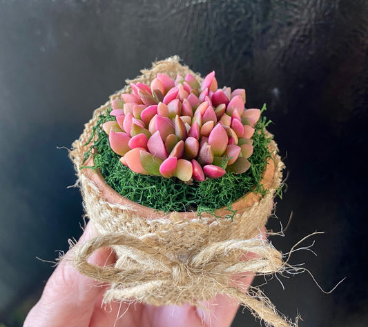 Succulent Favors/ Gifts