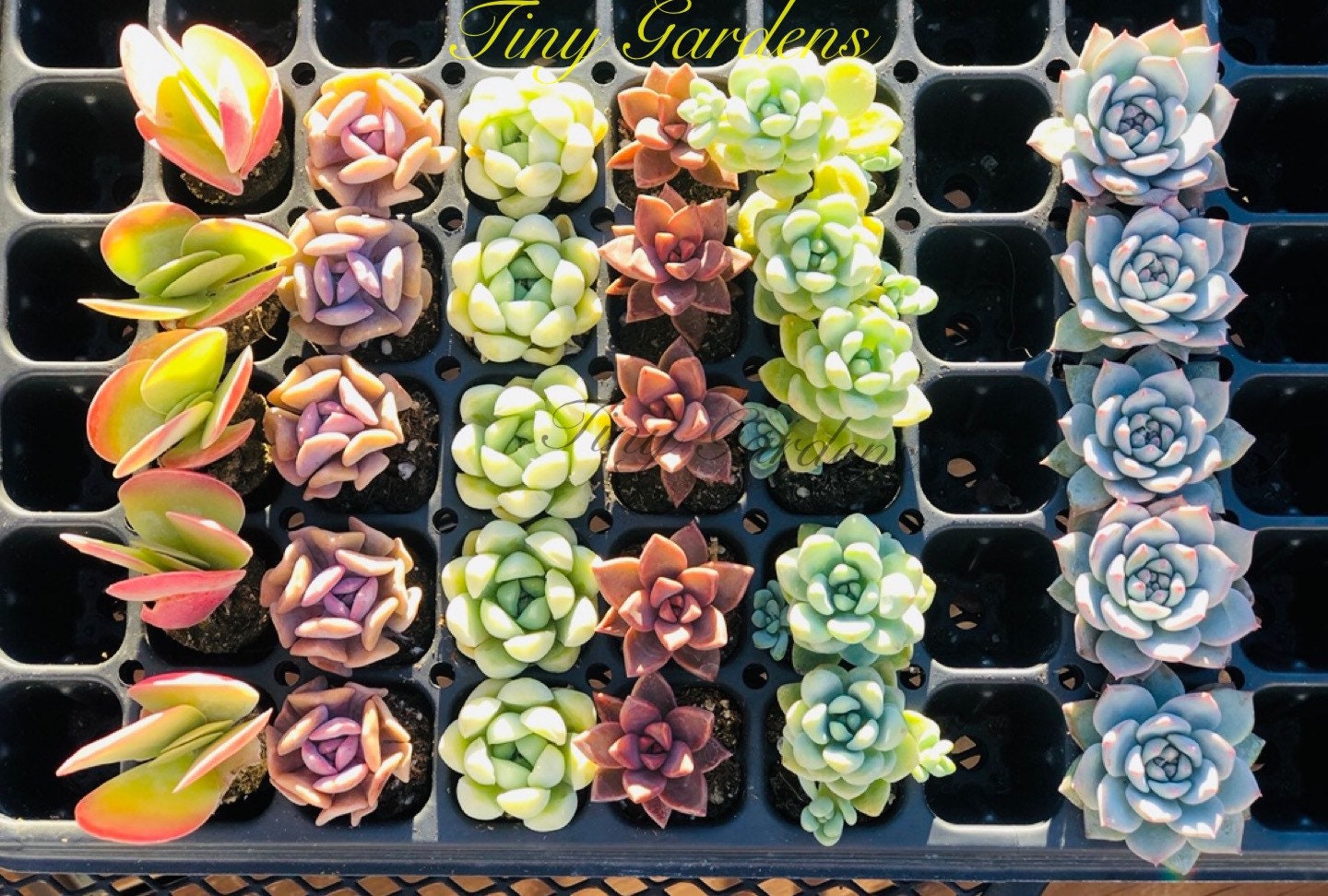Custom Assorted live rooted Succulent plugs
